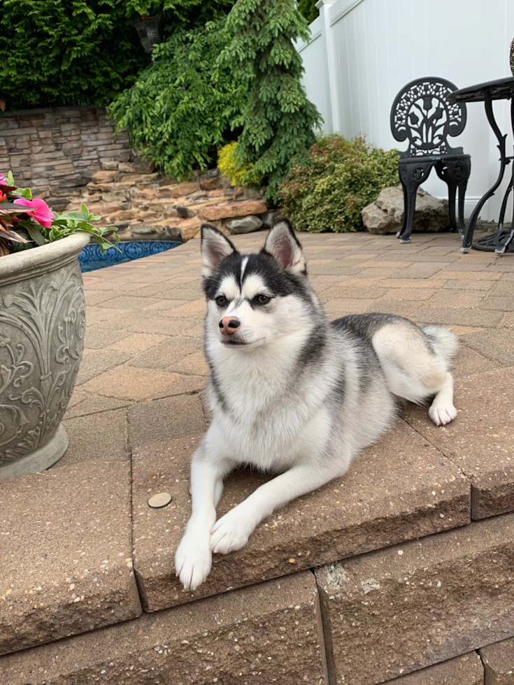 Staten Island Pomsky Pup