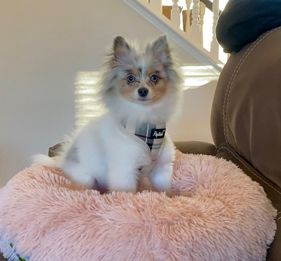 Petite Pomeranian Purebred Pup