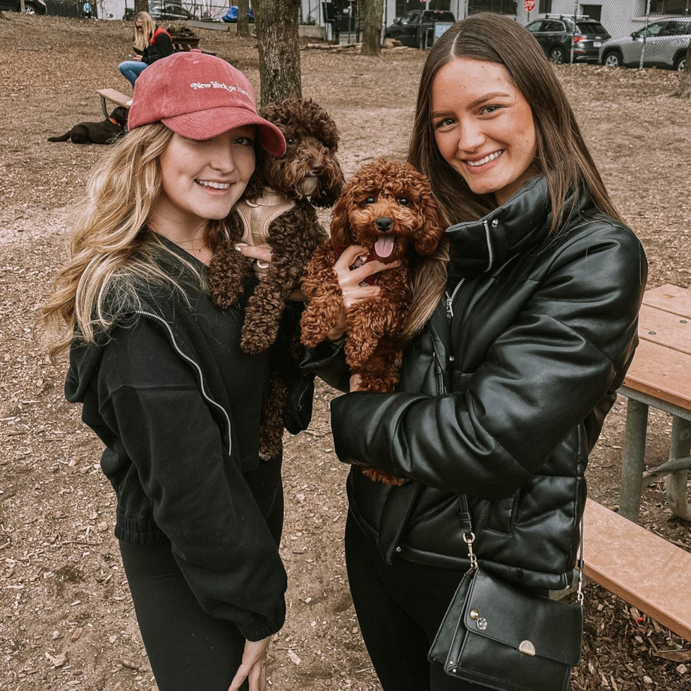 Friendly Poodle Purebred Pup