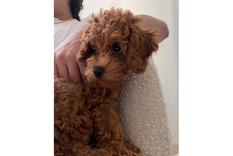 Cockapoo Puppy for Adoption