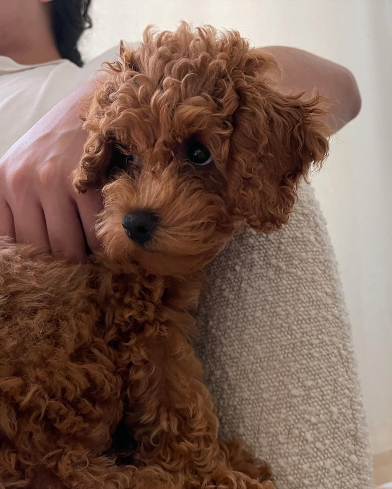 Happy Cockapoo Pup in Brooklyn NY