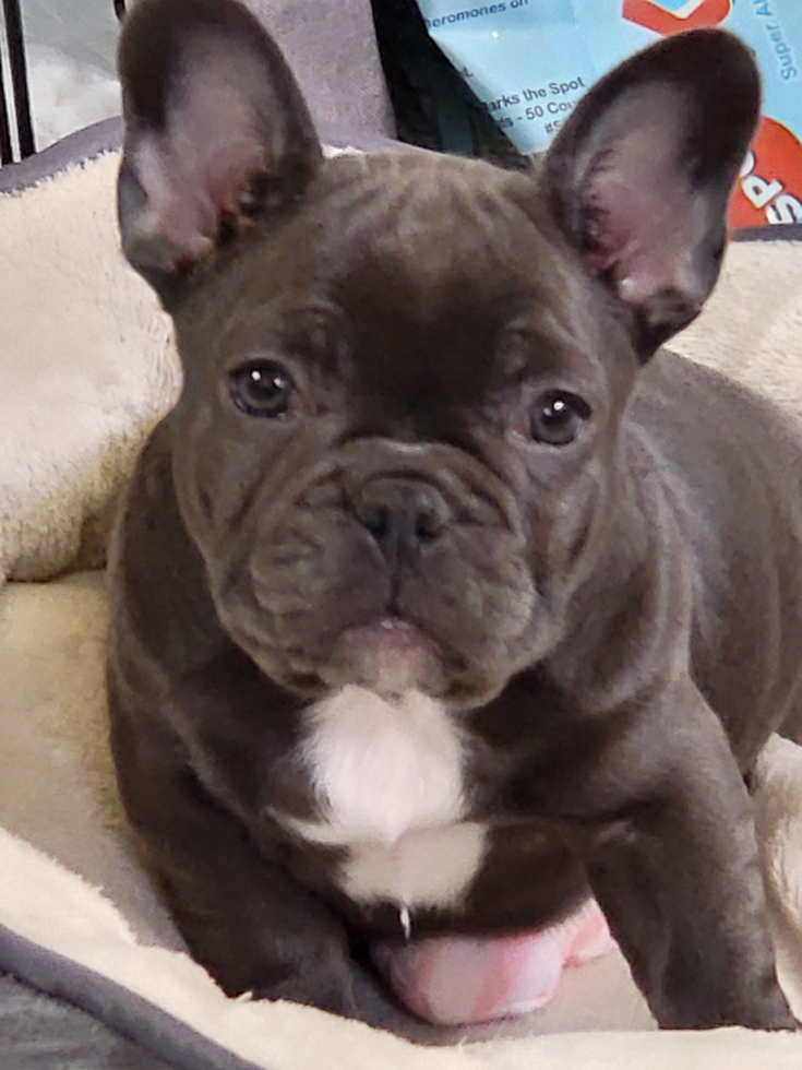 French Bulldog Being Cute