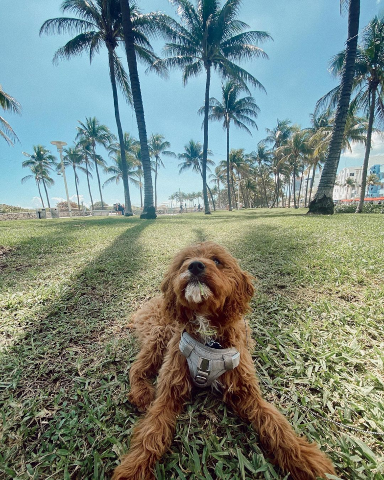 Cavapoo Being Cute