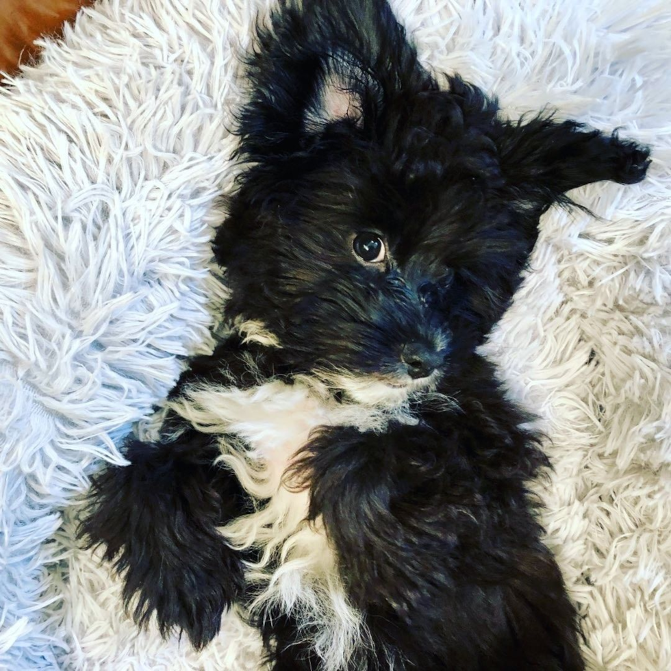 Mini Aussiedoodle Being Cute