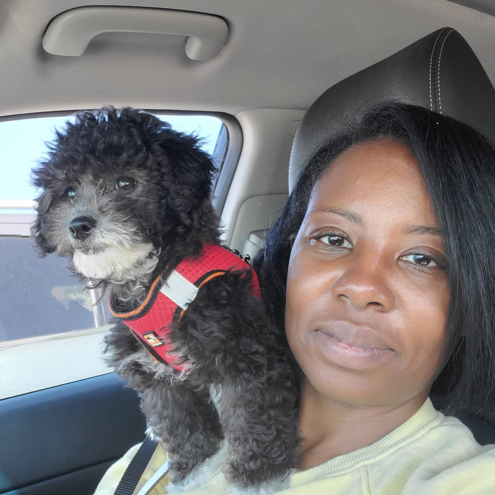 Playful Poodle Purebred Pup