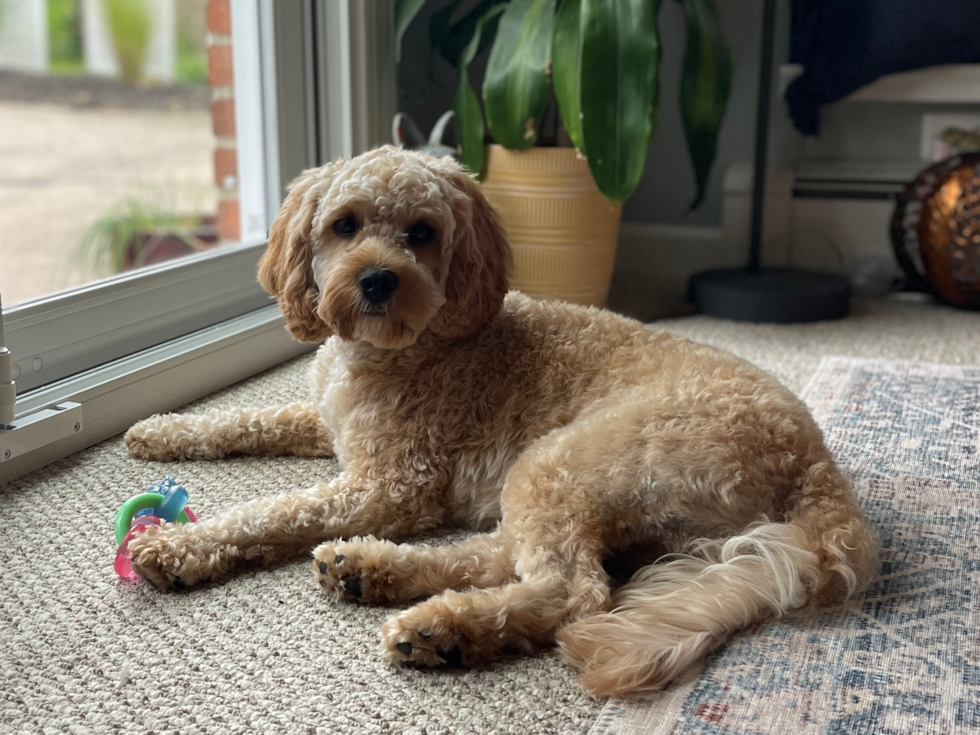 Small Cavapoo Pup in