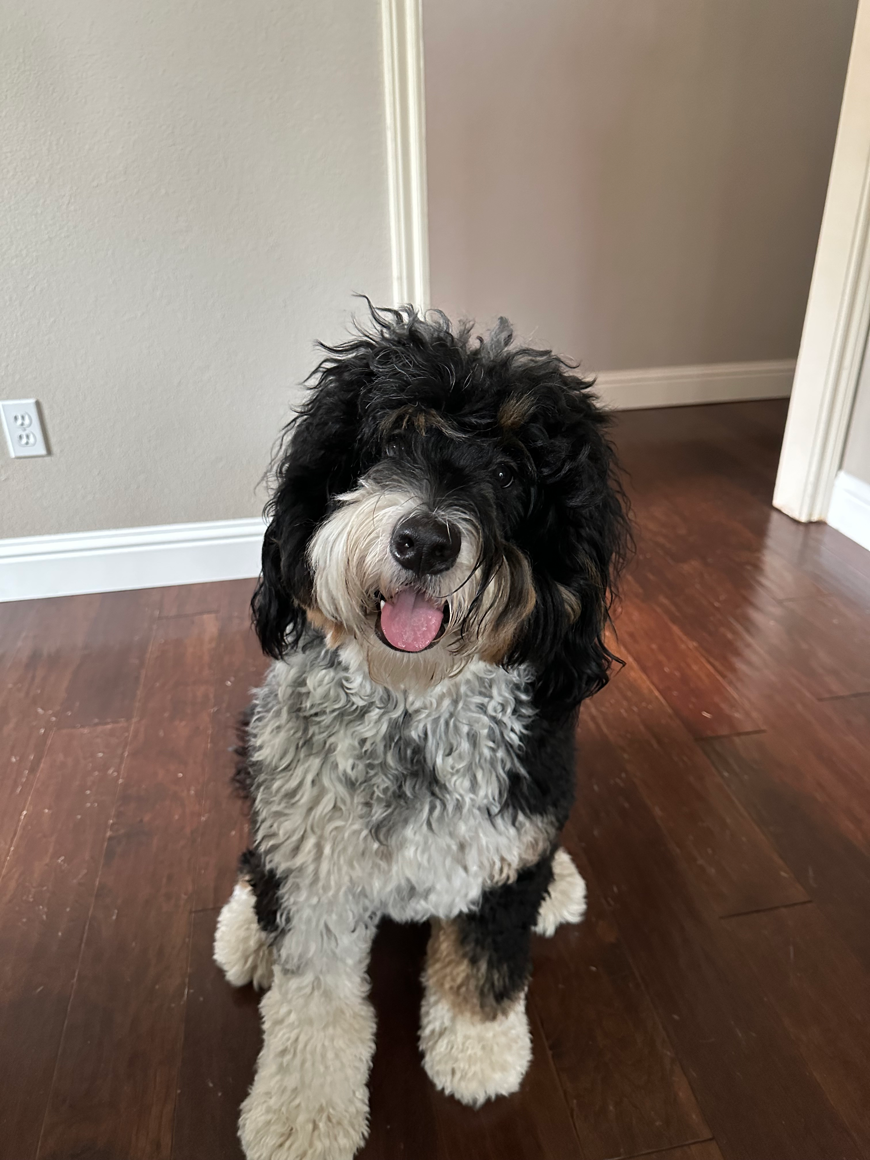 Sweet Mini Bernedoodle Baby