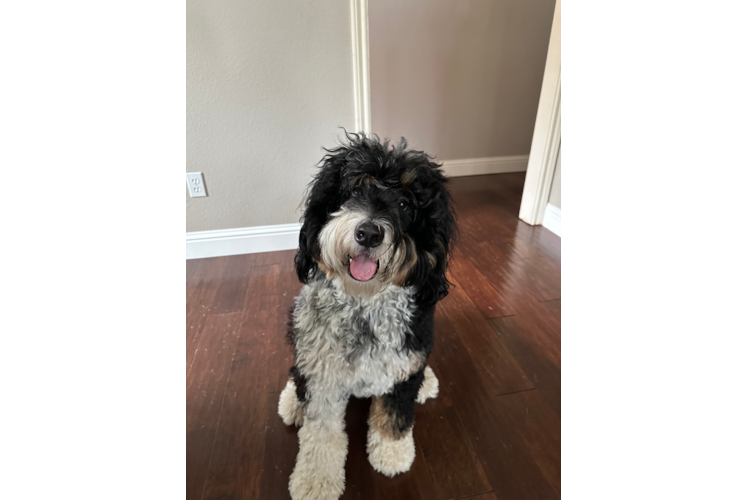 Sweet Mini Bernedoodle Baby