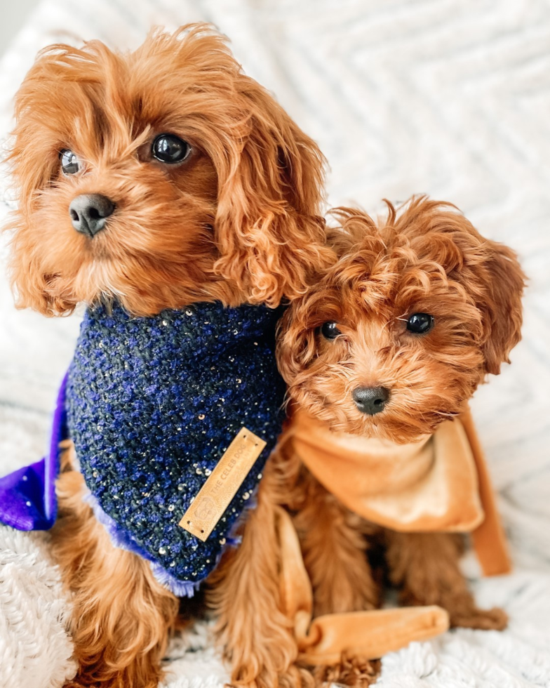 Playful Cavoodle Poodle Mix Pup