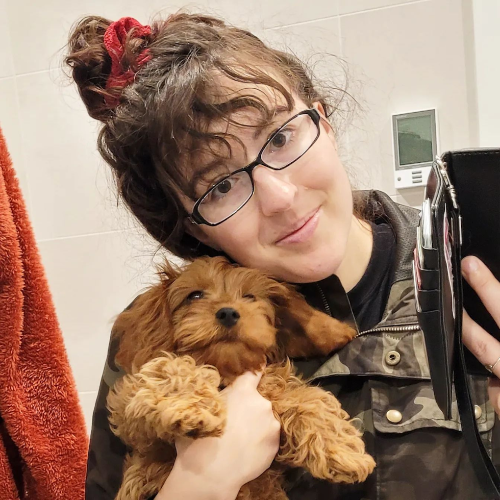 Fluffy Cavapoo Poodle Mix Pup