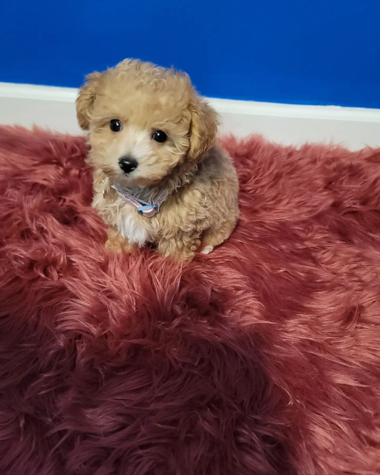 Maltipoo Being Cute