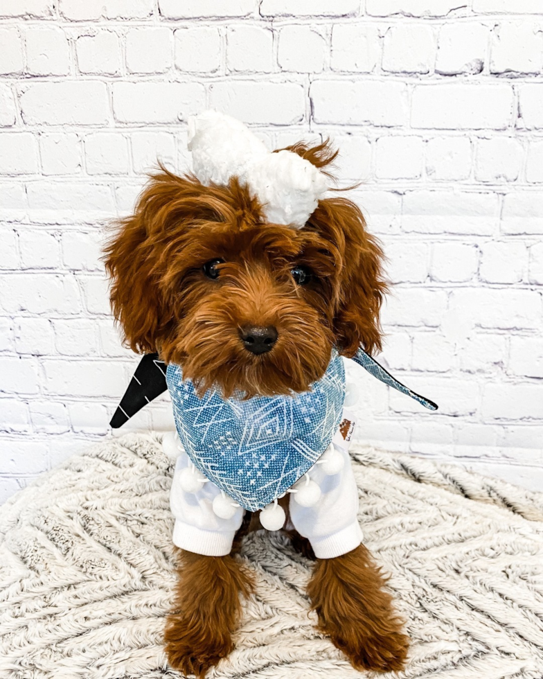 Happy Cavapoo Pup in Ogden UT