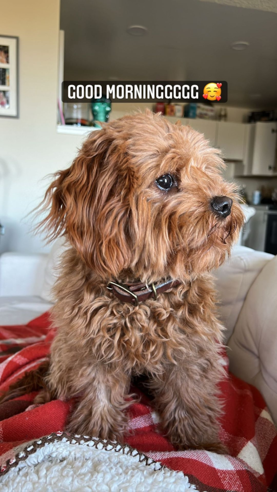 Happy Cavapoo Pup