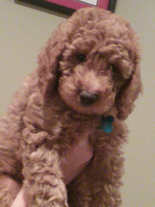 Mini Goldendoodle Pup Being Cute