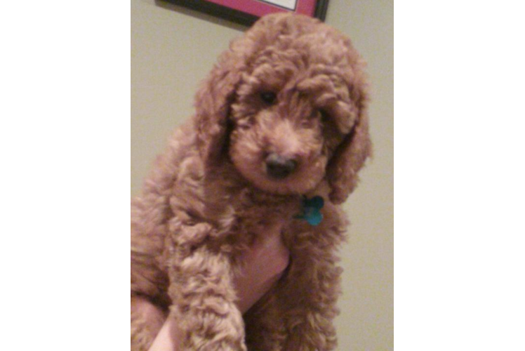 Mini Goldendoodle Pup Being Cute