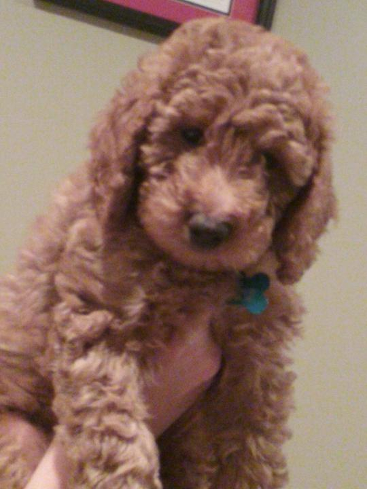 Small Mini Goldendoodle Pup