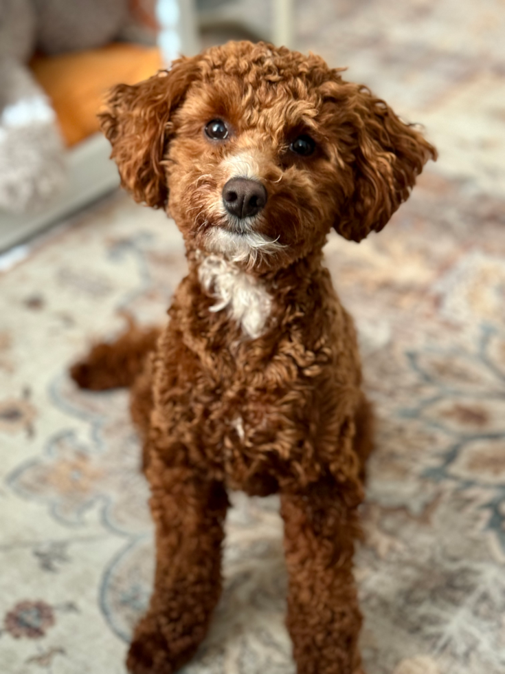 Petite Mini Goldendoodle Poodle Mix Pup