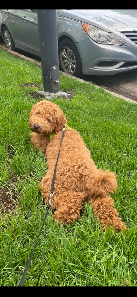 Mini Goldendoodle Being Cute