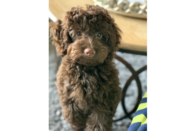 Adorable Cockerpoo Poodle Mix Puppy