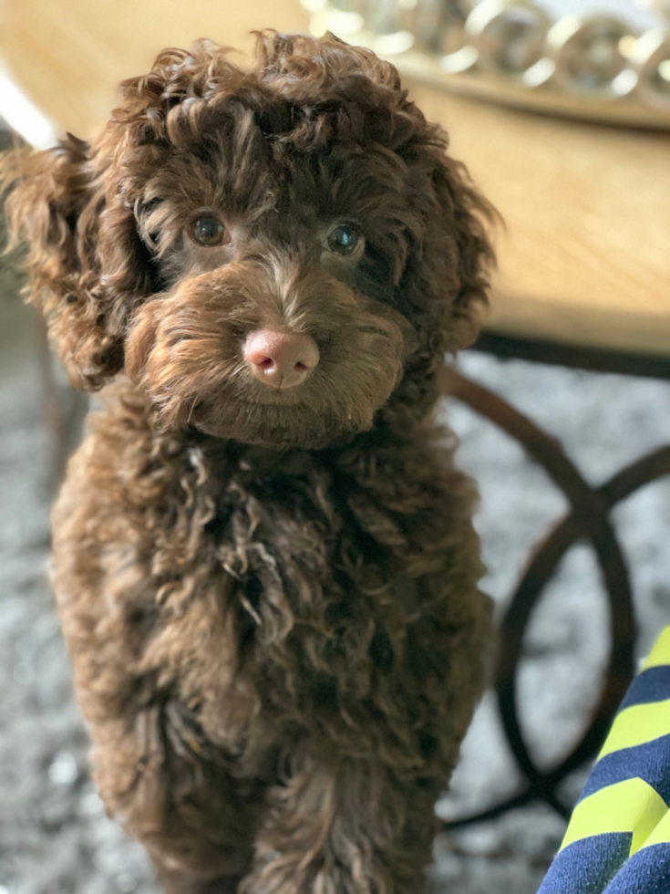 Little Cockerpoo Poodle Mix Pup