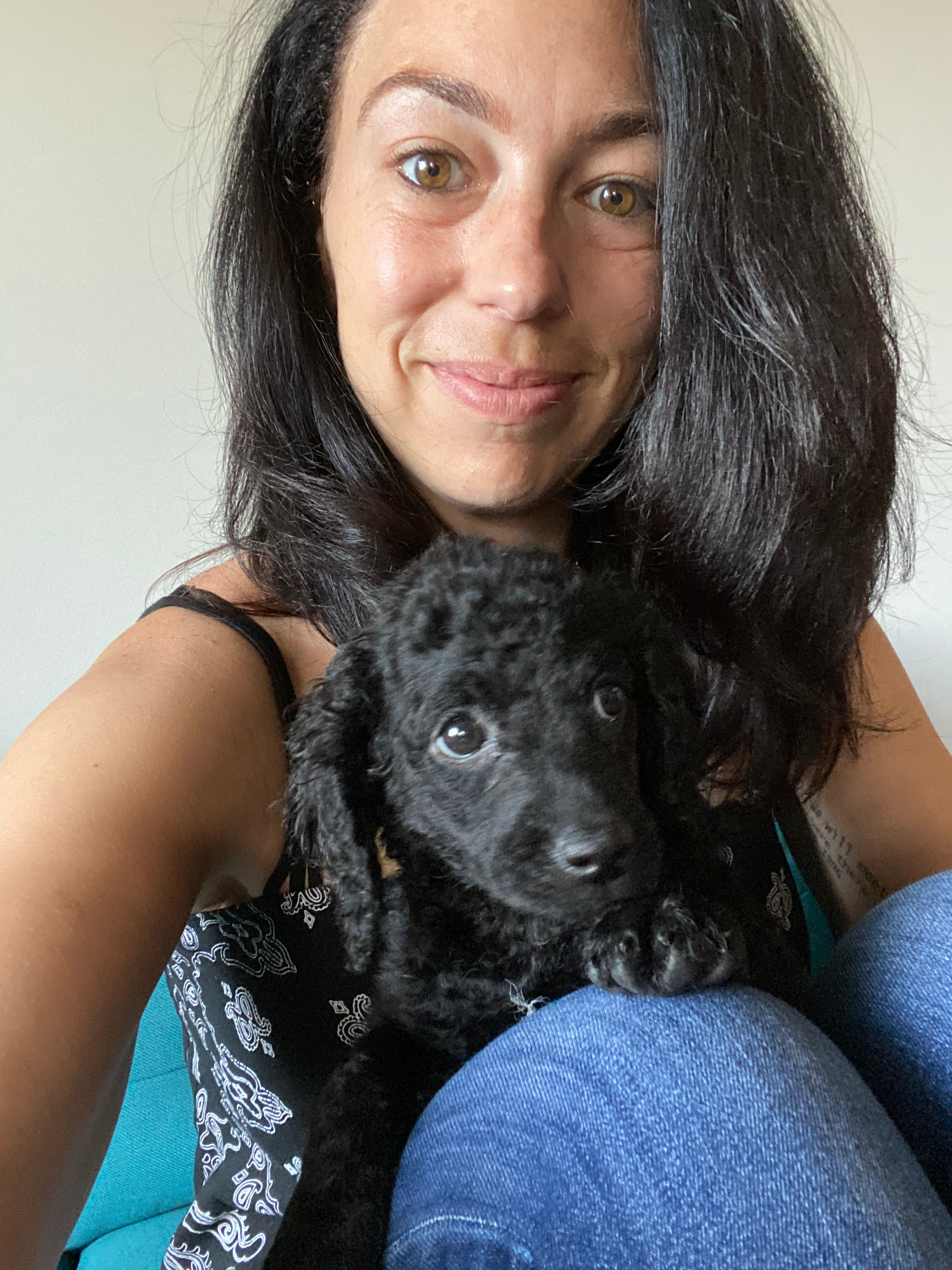 Playful Cockerpoo Poodle Mix Puppy