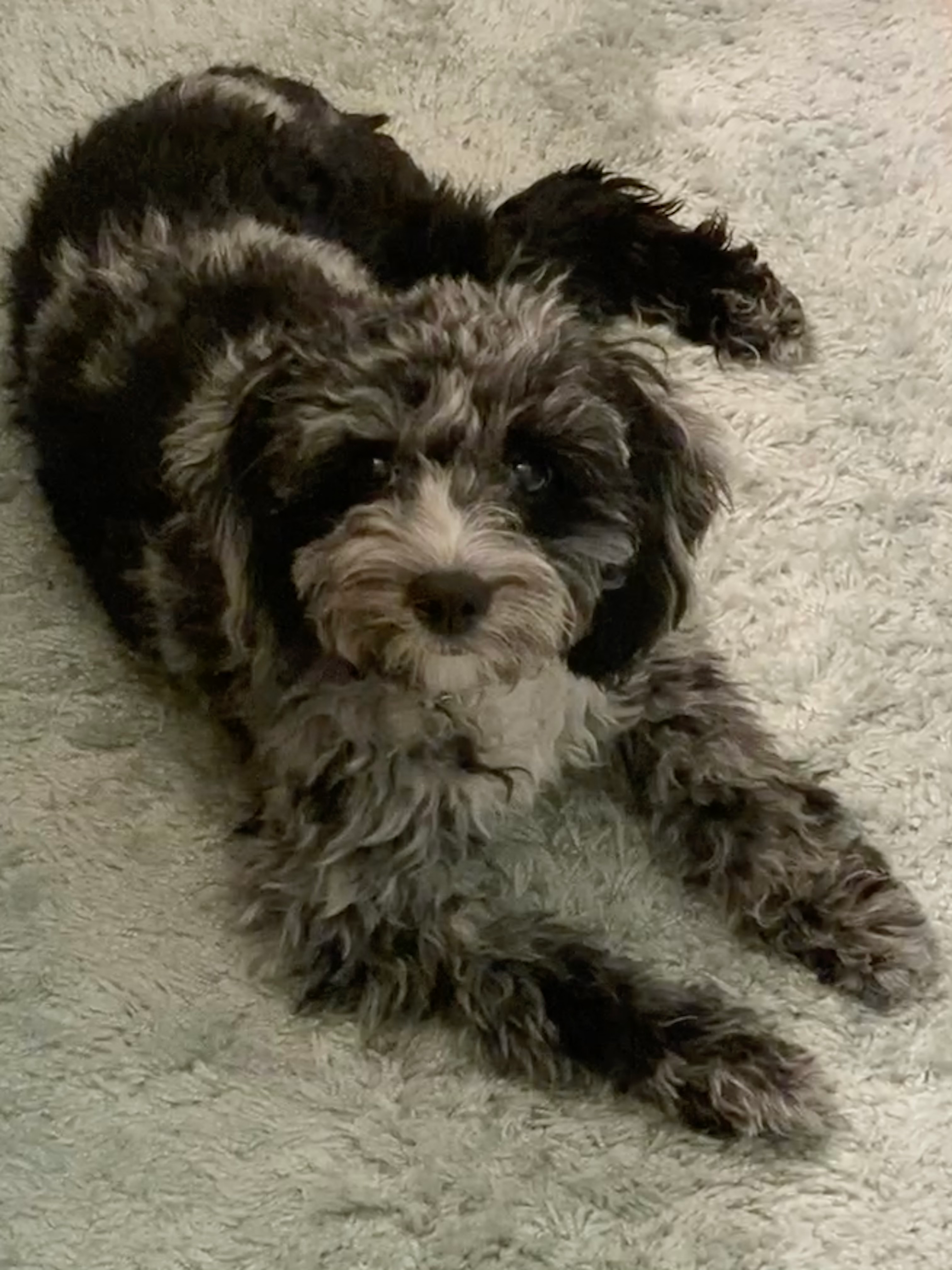 Playful Cockerpoo Poodle Mix Puppy