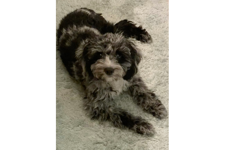 Playful Cockerpoo Poodle Mix Puppy