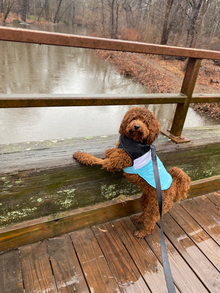 Petite Cockapoo Poodle Mix Pup