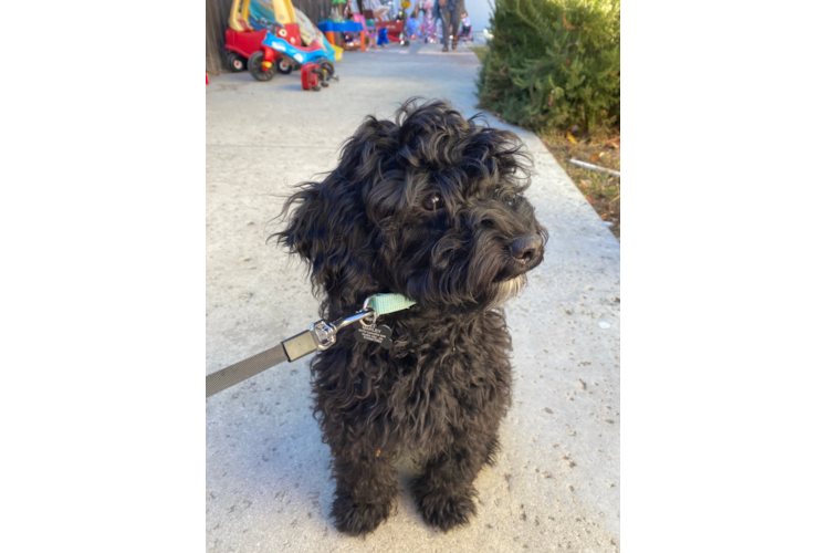 Sweet Cockapoo Baby