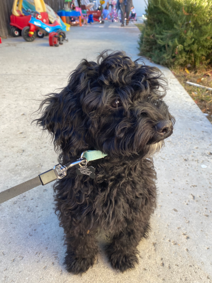 Cockapoo Being Cute