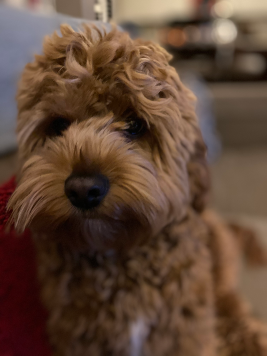 Willow Springs Cockapoo Pup