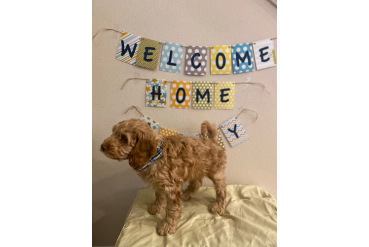 Funny Cockapoo Poodle Mix Pup