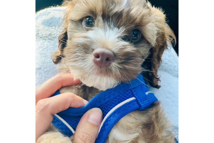 Best Cockapoo Baby