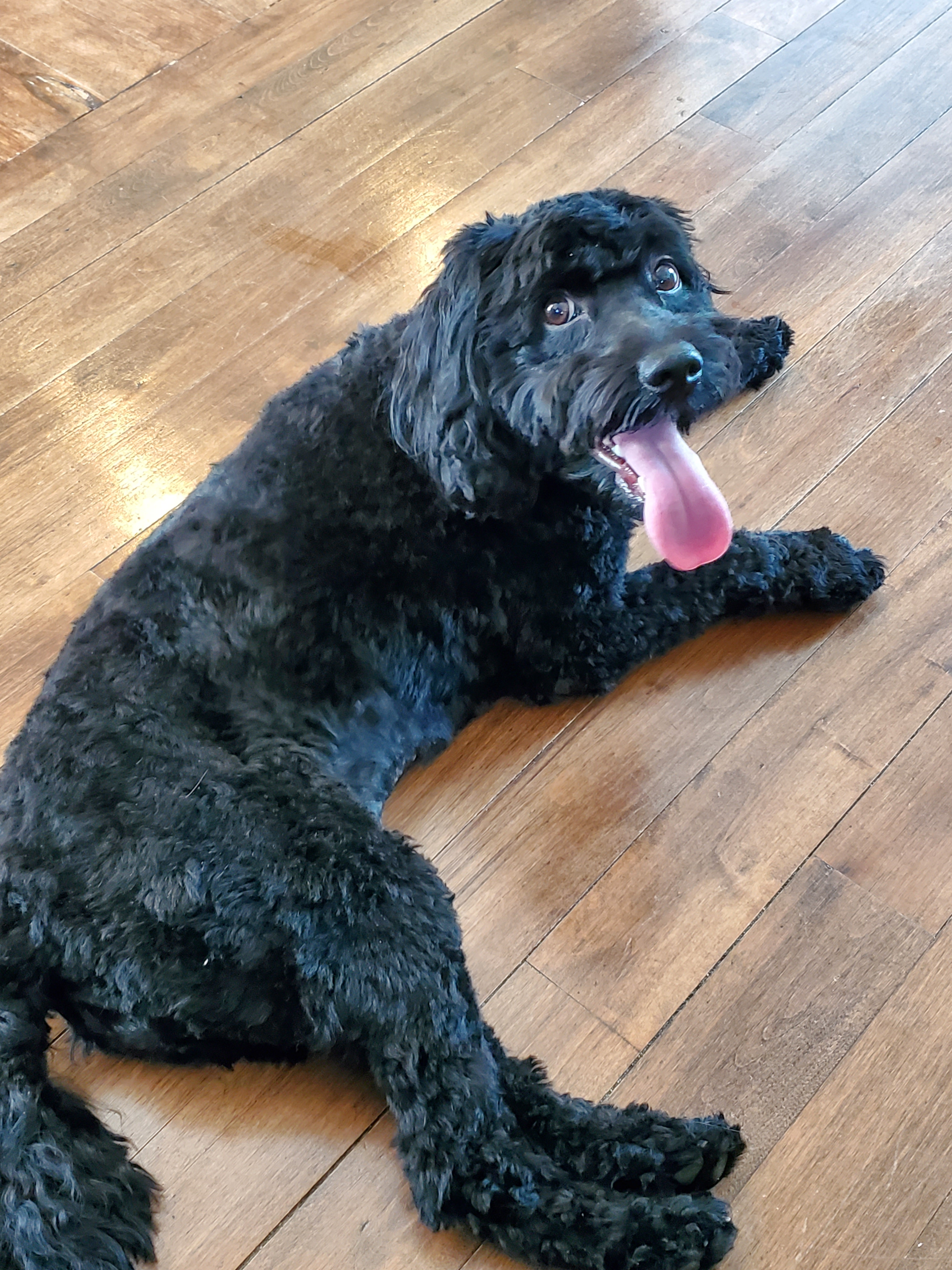 Cockapoo Pup Being Cute