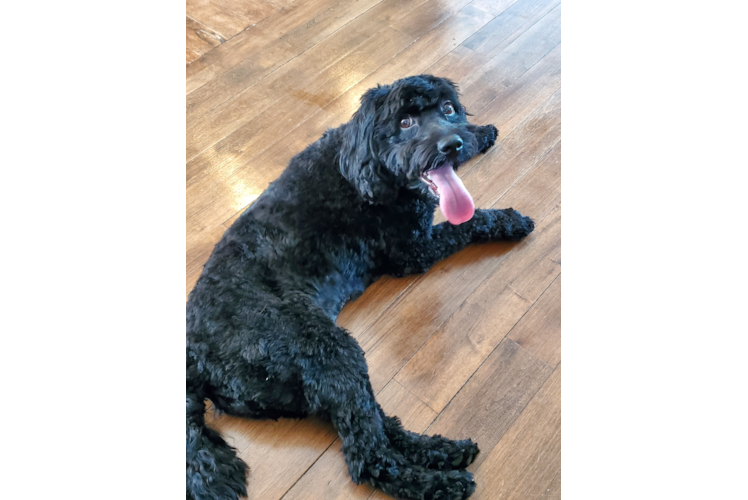 Cockapoo Pup Being Cute