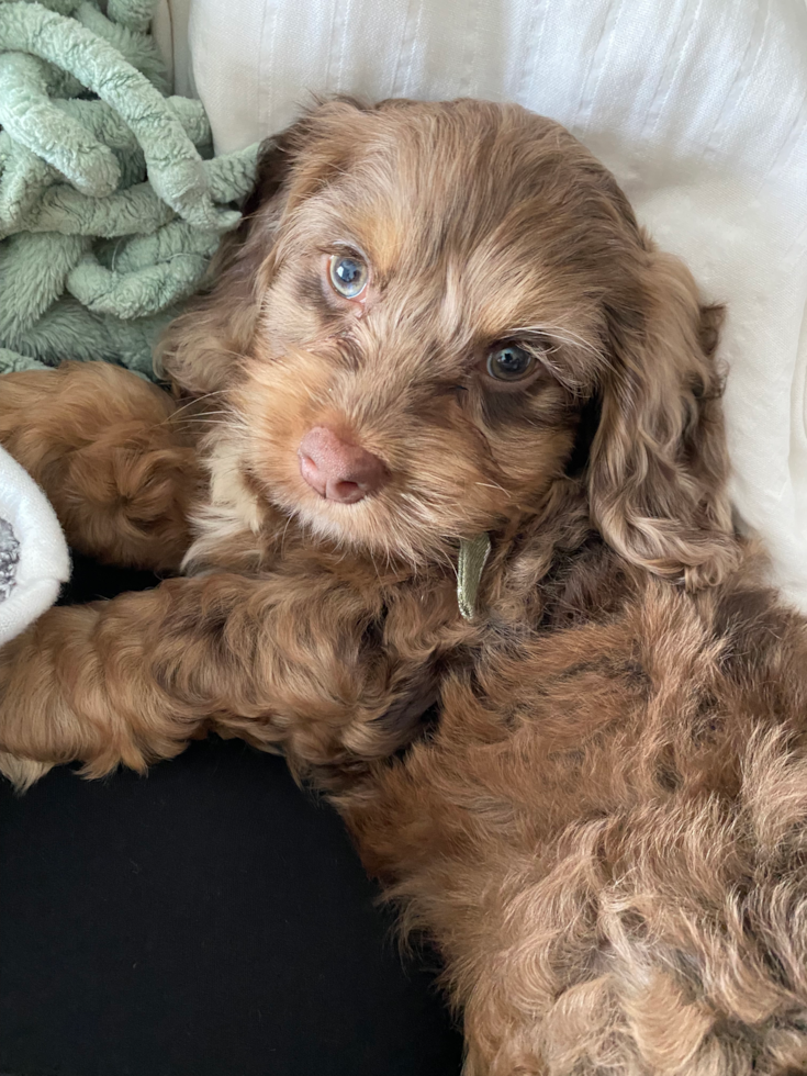 Adorable Cockerpoo Poodle Mix Pup