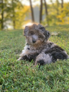 Mini Aussiedoodle Pup Being Cute