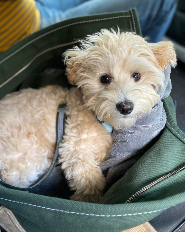 Smart Maltipoo Poodle Mix Pup