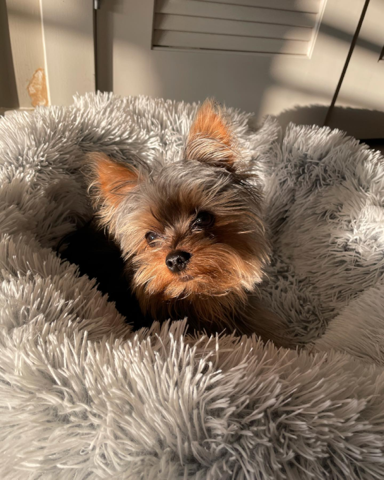 Yorkshire Terrier Being Cute