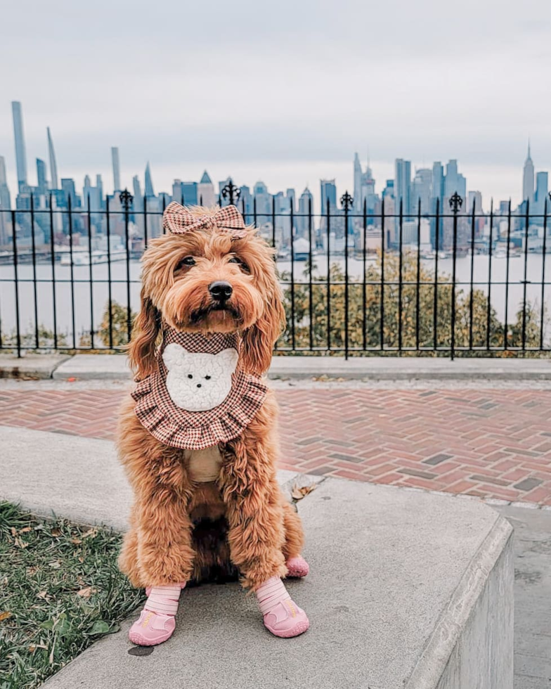 Mini Goldendoodle Being Cute