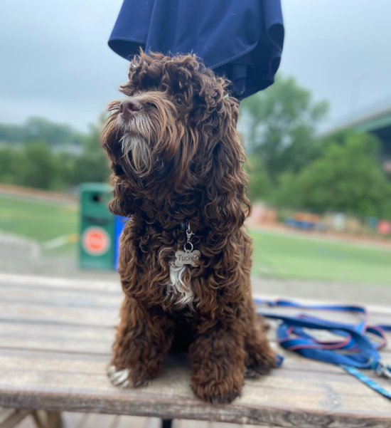 Kansas City Cockapoo Pup