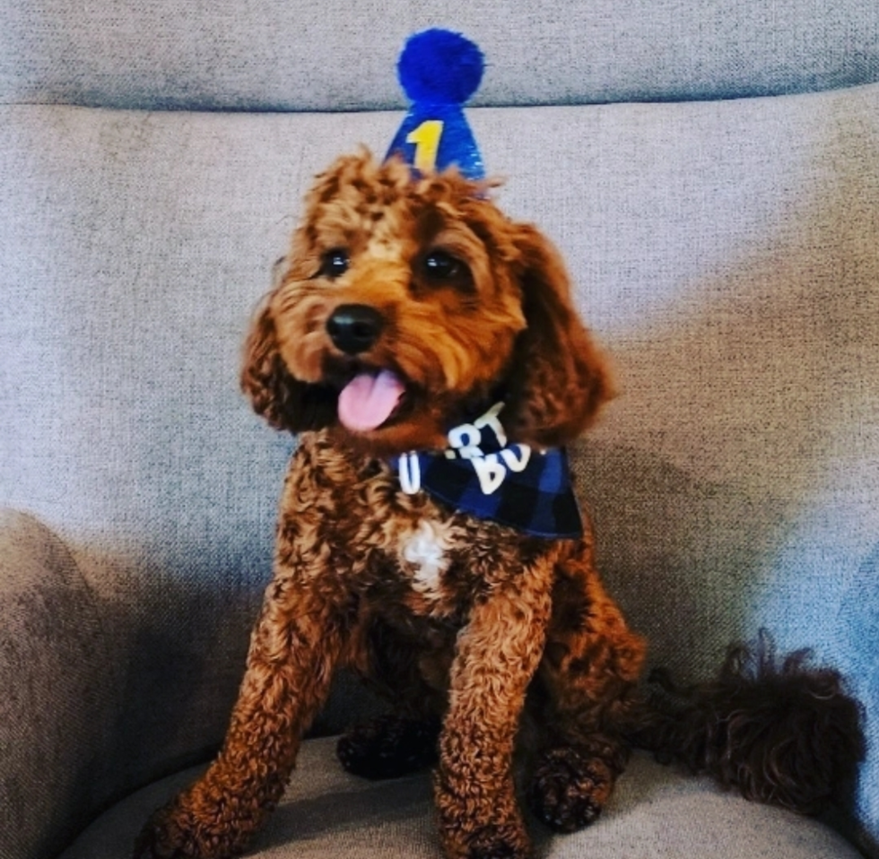 Queen Creek Cavapoo Pup