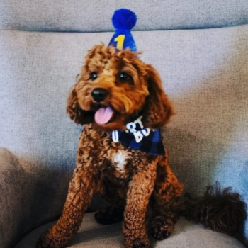 Queen Creek Cavapoo Pup