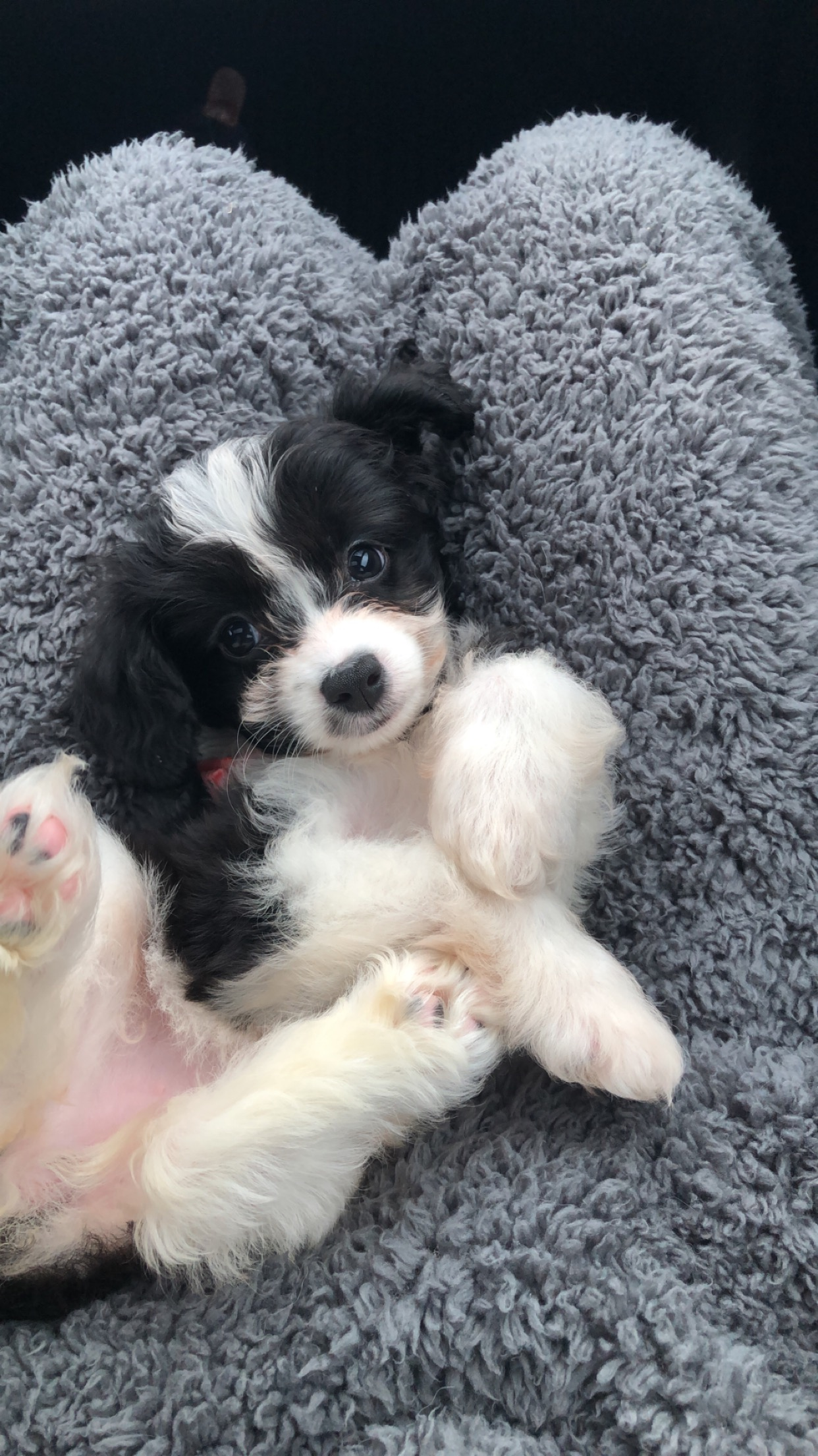 Small Mini Aussiedoodle Baby