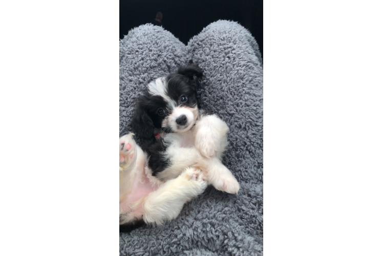 Small Mini Aussiedoodle Baby