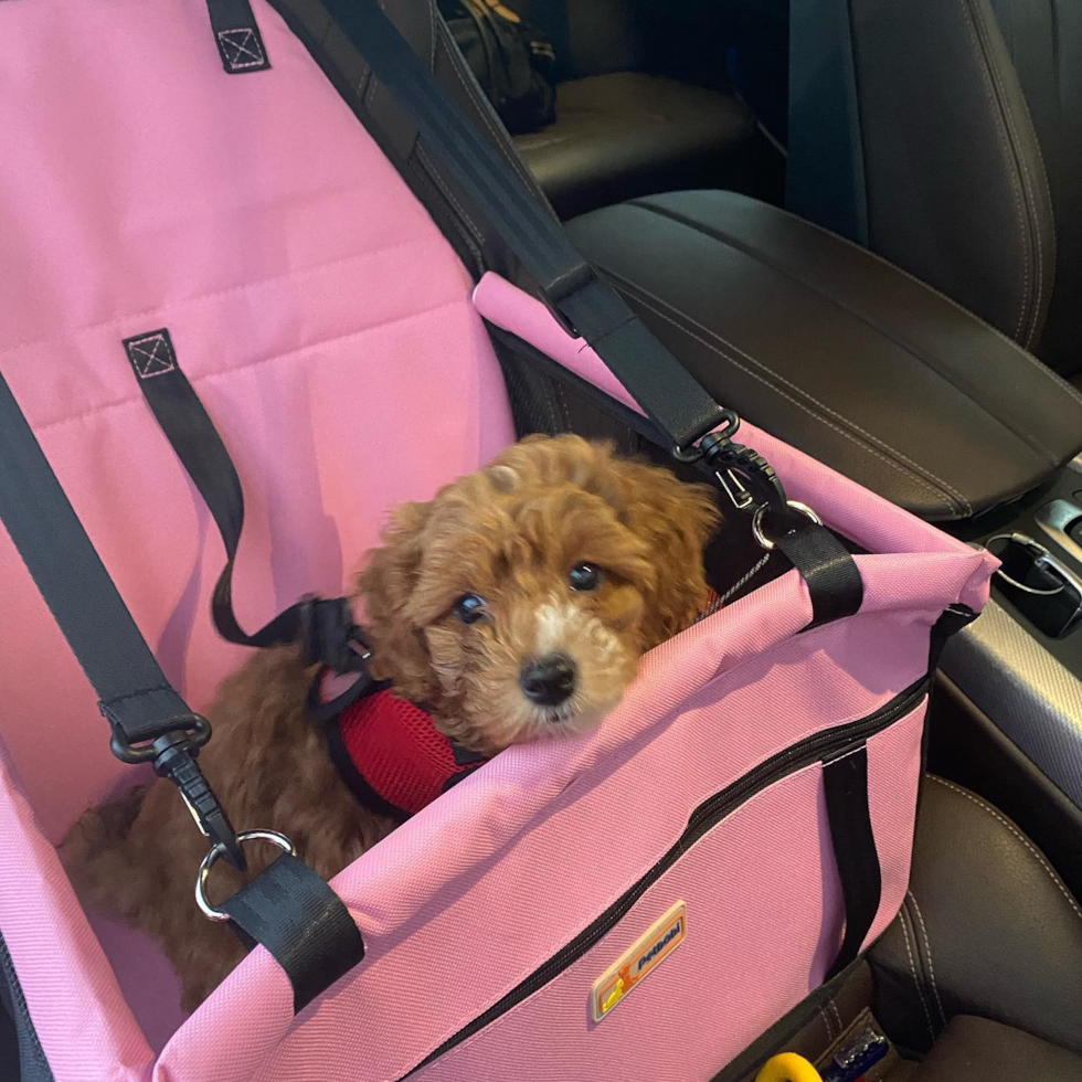 Cavapoo Being Cute