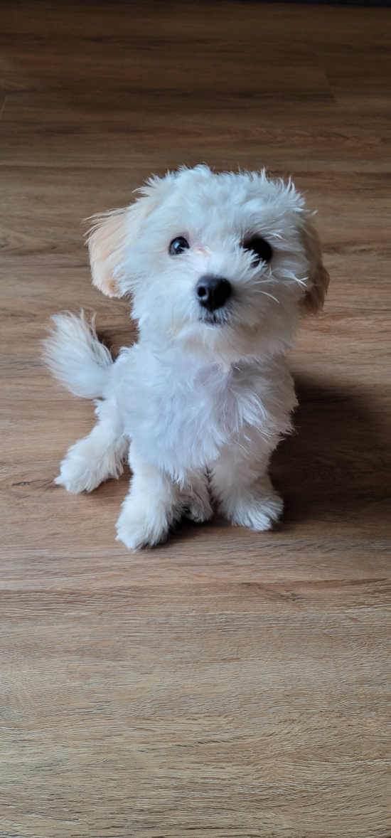 Maltipoo Being Cute