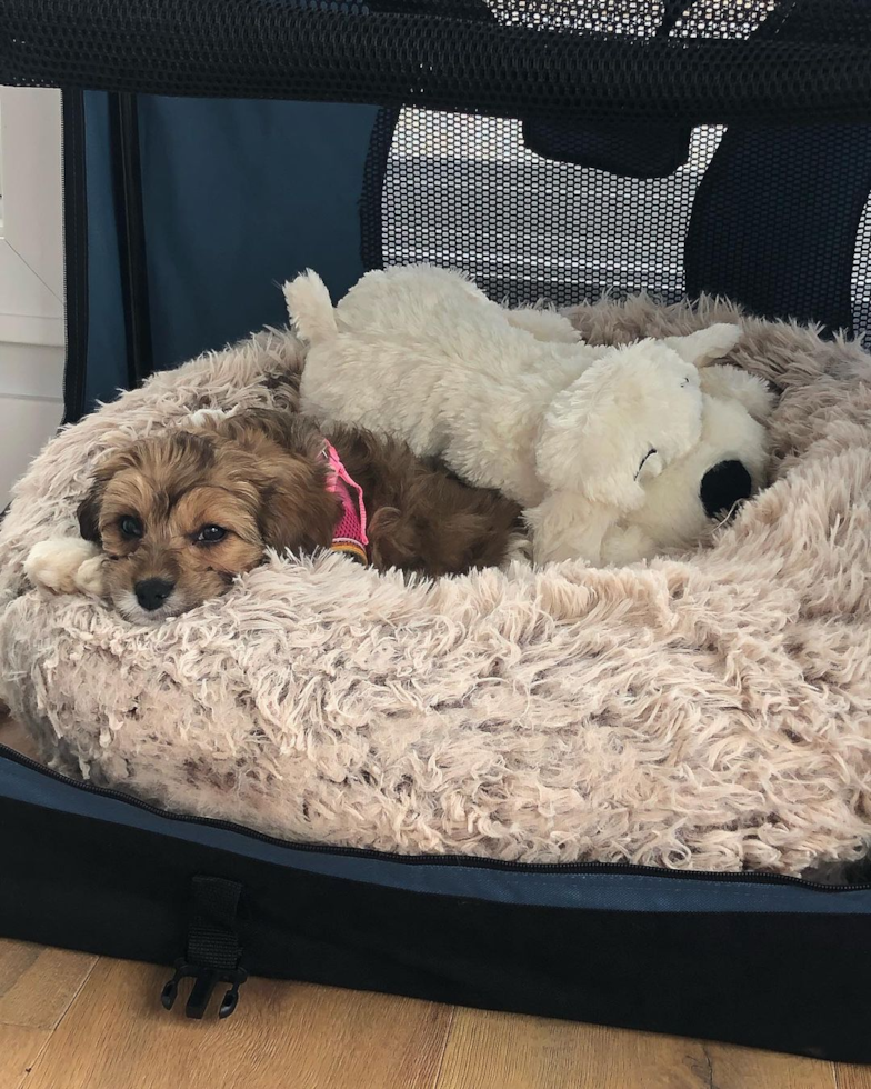 Sandusky Cavapoo Pup