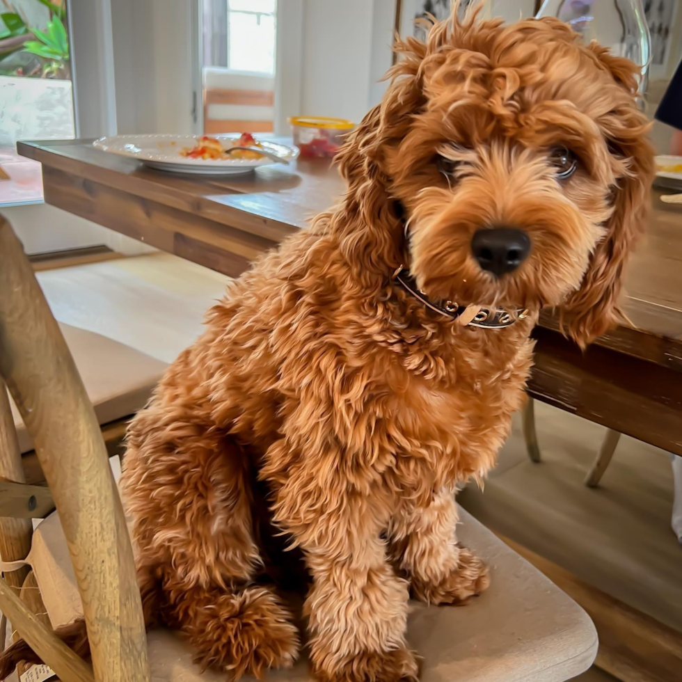 Cavapoo Being Cute