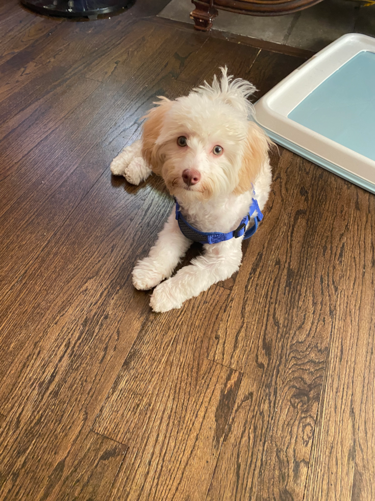 Happy Havanese Purebred Pup